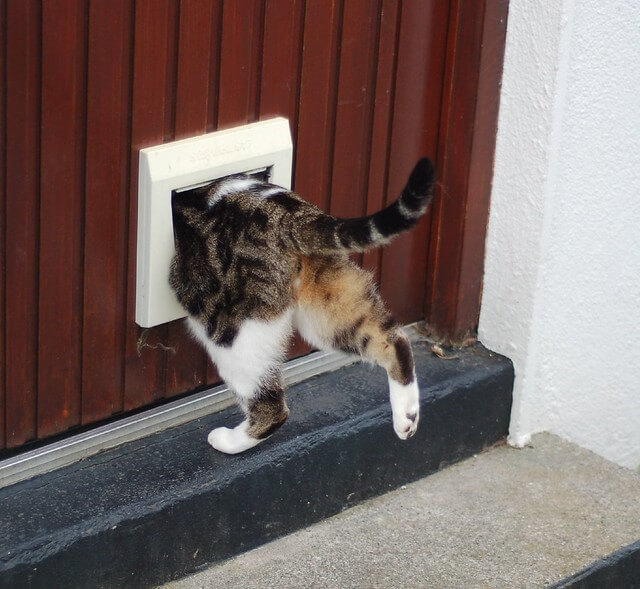 cat flap security